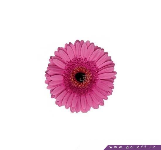 فروش گل اینترنتی - گل ژربرا اویلیا - Gerbera | گل آف